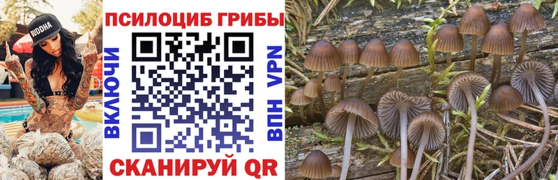 Купить закладки  Чердынь  Галлюциногенные грибы Cubensis 